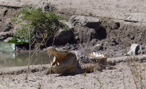 Senegal Safari Adventure