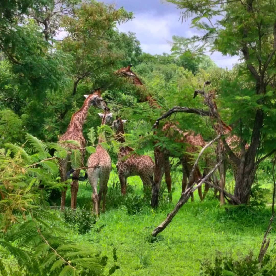 Senegal Safari
